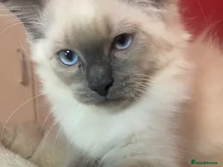 Ragdoll cats Ragdoll kittens - Advert 6