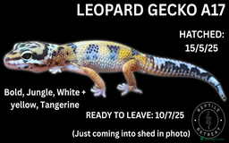 Leopard Gecko reptiles for sale: LEOPARD GECKOS AVAILABLE!! - NEW BABIES!! in Swadlincote - Image 8