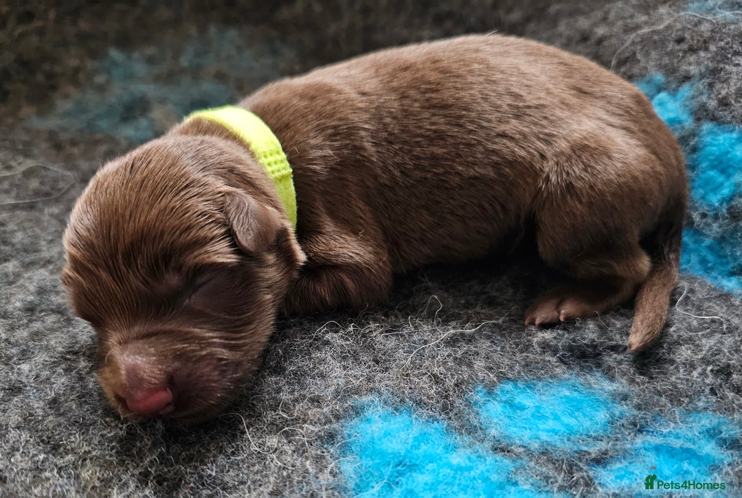 German Shepherd dogs for sale: ✴️3 purebred KC registered straight back GSP's✴️ - Advert 14