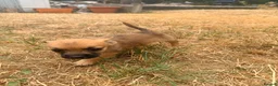 Mixed Breed dogs for sale: Foodles ready to leave flr the perfect 4ever home - Advert 21