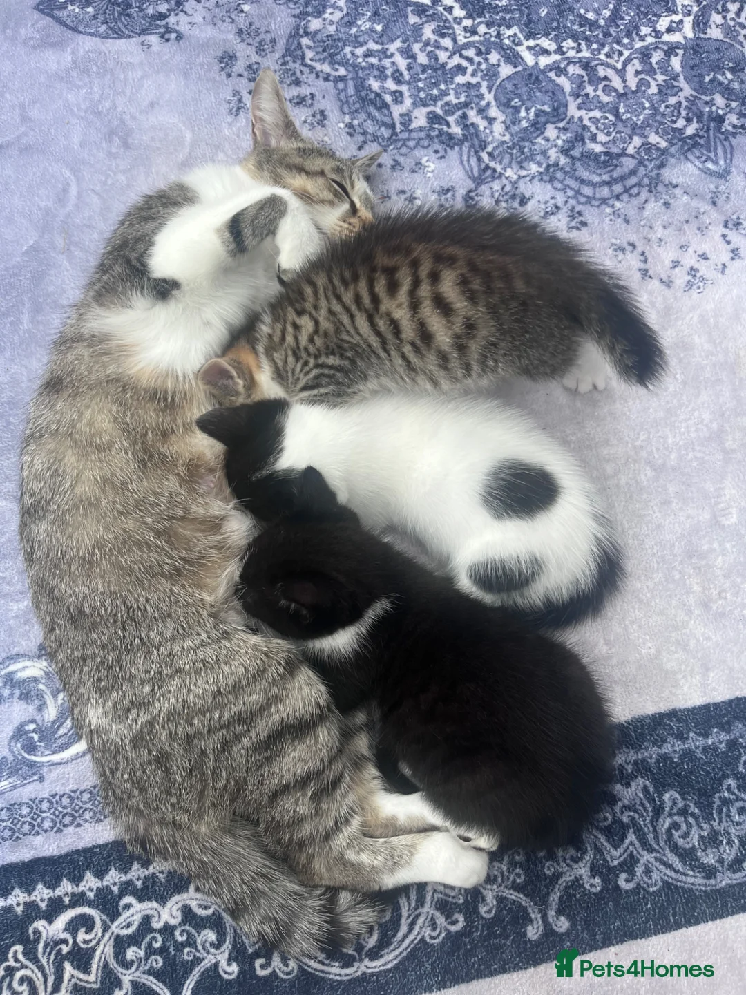 Mixed Breed cats for sale: 3 lovely little kittens  - Advert 1