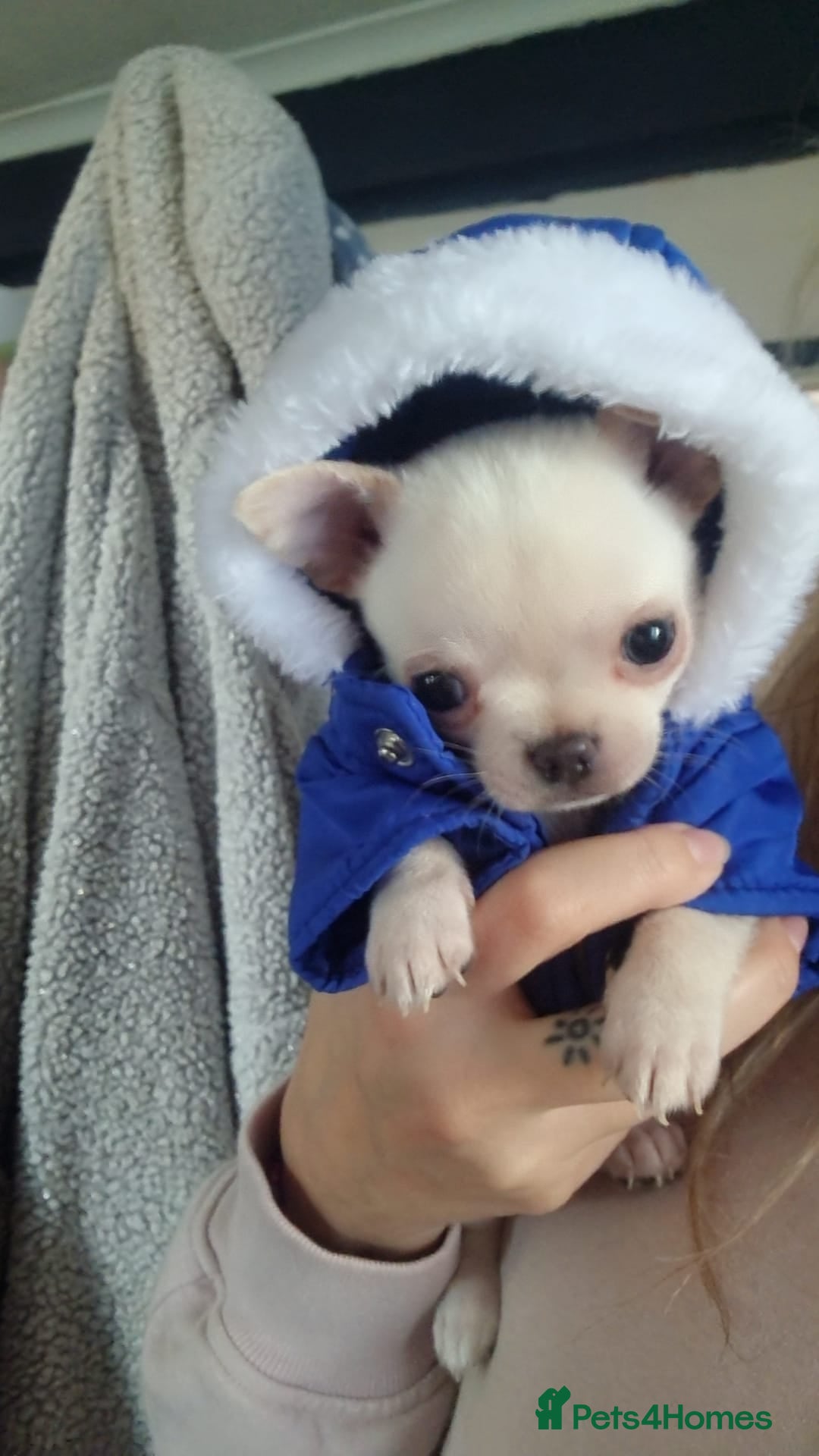 Chihuahua dogs for sale: Teeny Chihuahua Pup   - Advert 12