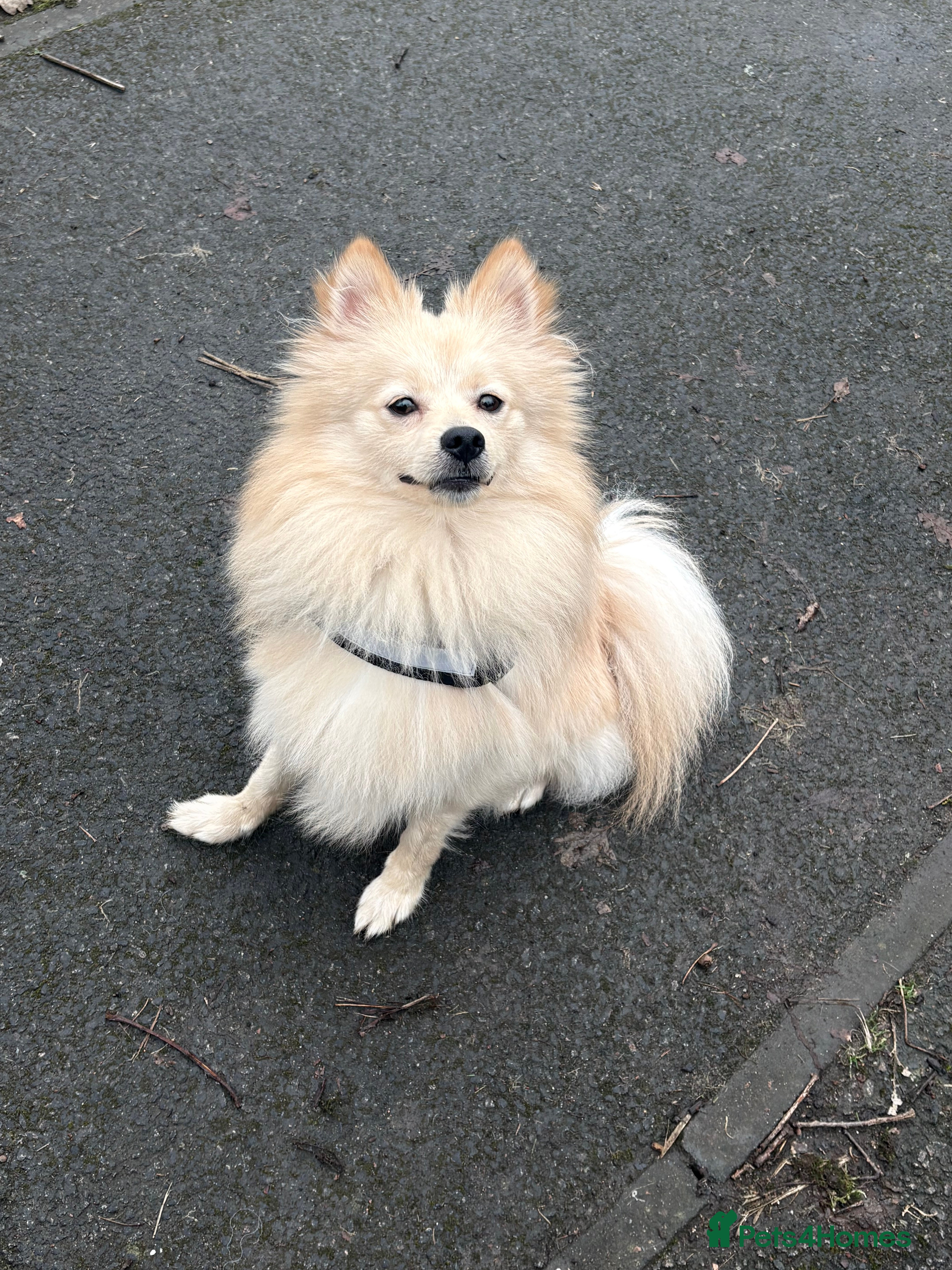 Pomsky dogs Brody - Advert 1