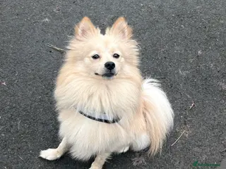 Pomsky dogs Brody - Advert 1