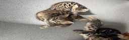 Bengal cats for sale: Kittens ready now  in Cramlington - Advert 9