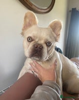 French Bulldog dogs - Advert 10