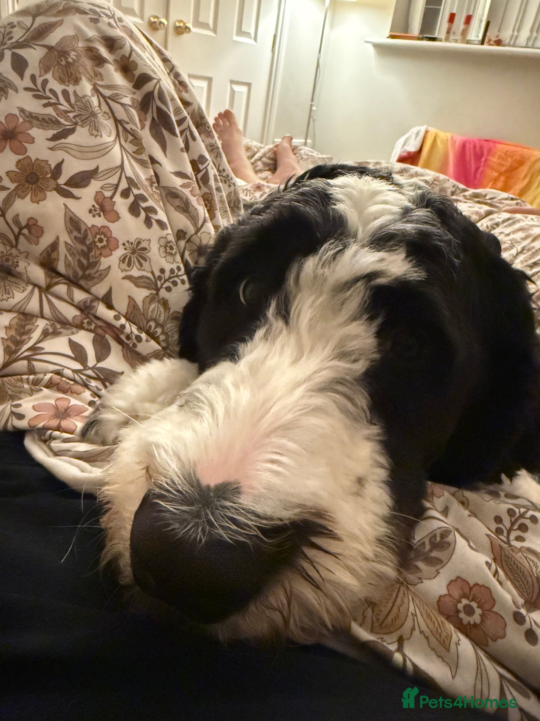 Bernedoodle dogs for stud: Bernadoodle for Stud  - Image 10