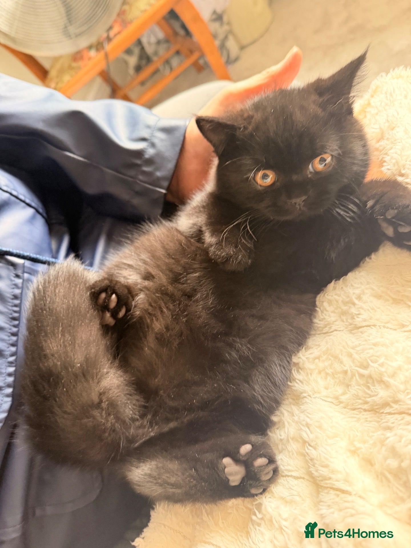 British Shorthair cats Black  male BSH GCCF reg - Advert 2