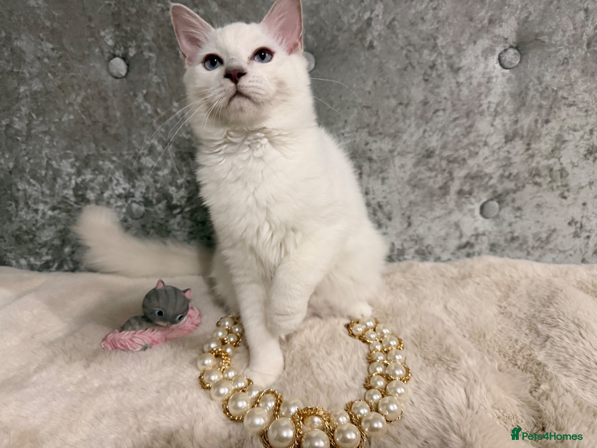 Ragdoll cats 🌟Stunning🌟PKD/HCM ✅ 💕 Ragdoll Kittens 🌟 - Advert 2