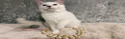 Ragdoll cats for sale: 🌟Stunning🌟PKD/HCM ✅ 💕 Ragdoll Kittens 🌟 - Advert 2