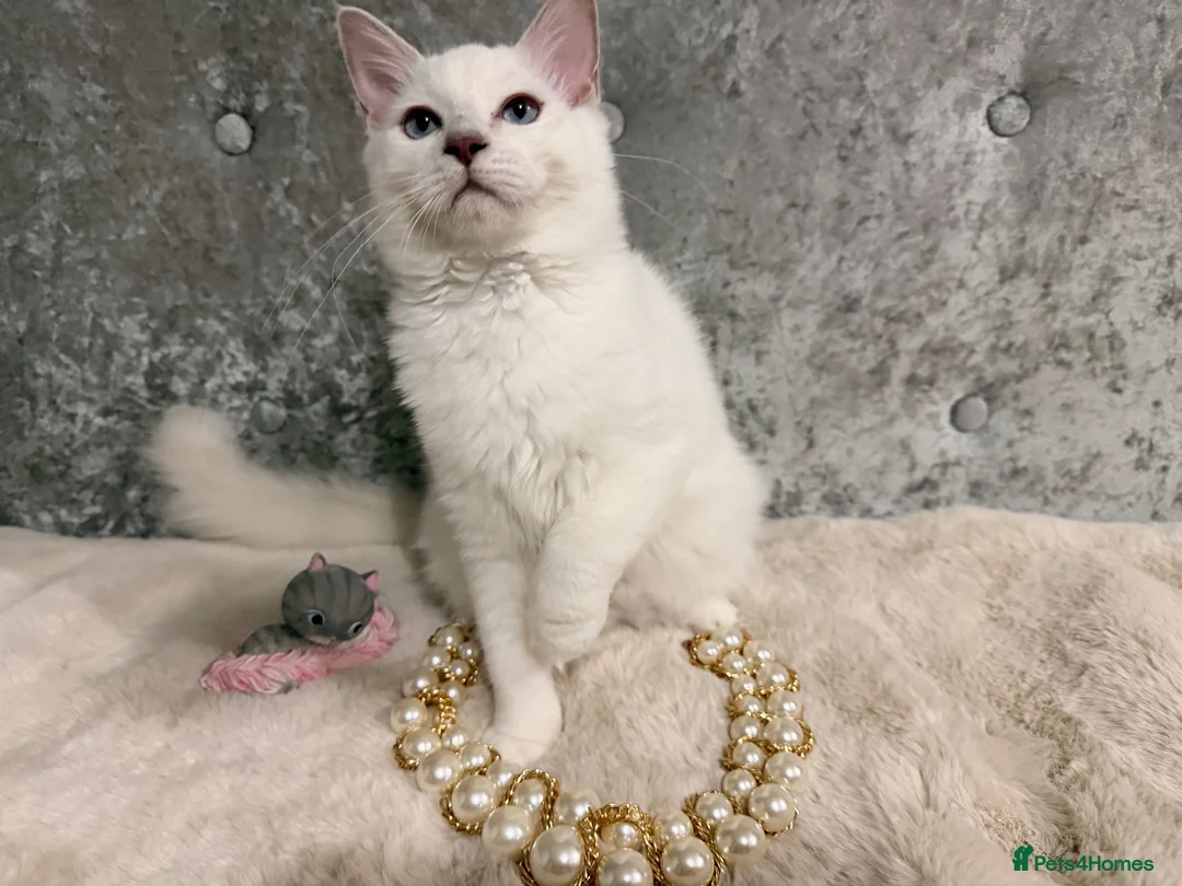 Ragdoll cats for sale: 🌟Stunning🌟PKD/HCM ✅ 💕 Ragdoll Kittens 🌟 - Advert 2