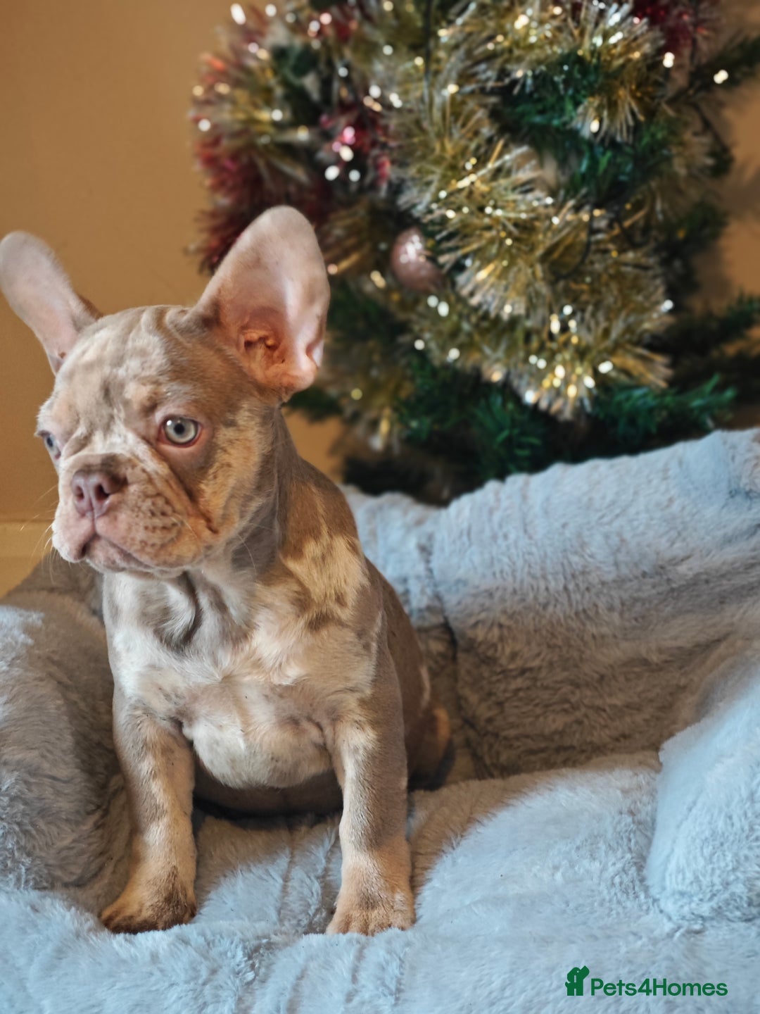 French Bulldog dogs for sale: Reduced Isabella and New Shade Isabella Puppies  - Advert 14
