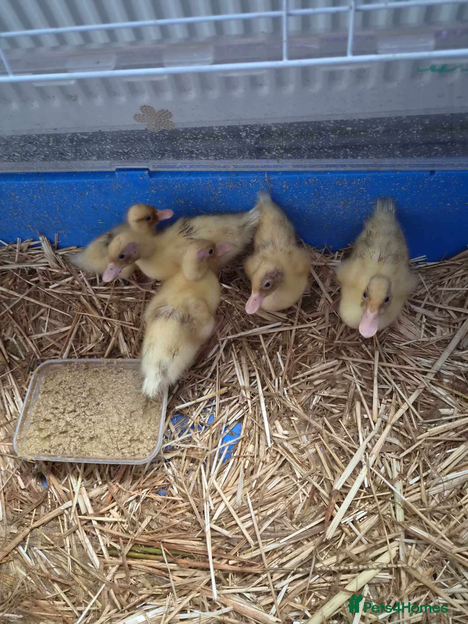 Ducks poultry for sale: 5 call ducklings for sale £30 each  in Manchester - Advert 5