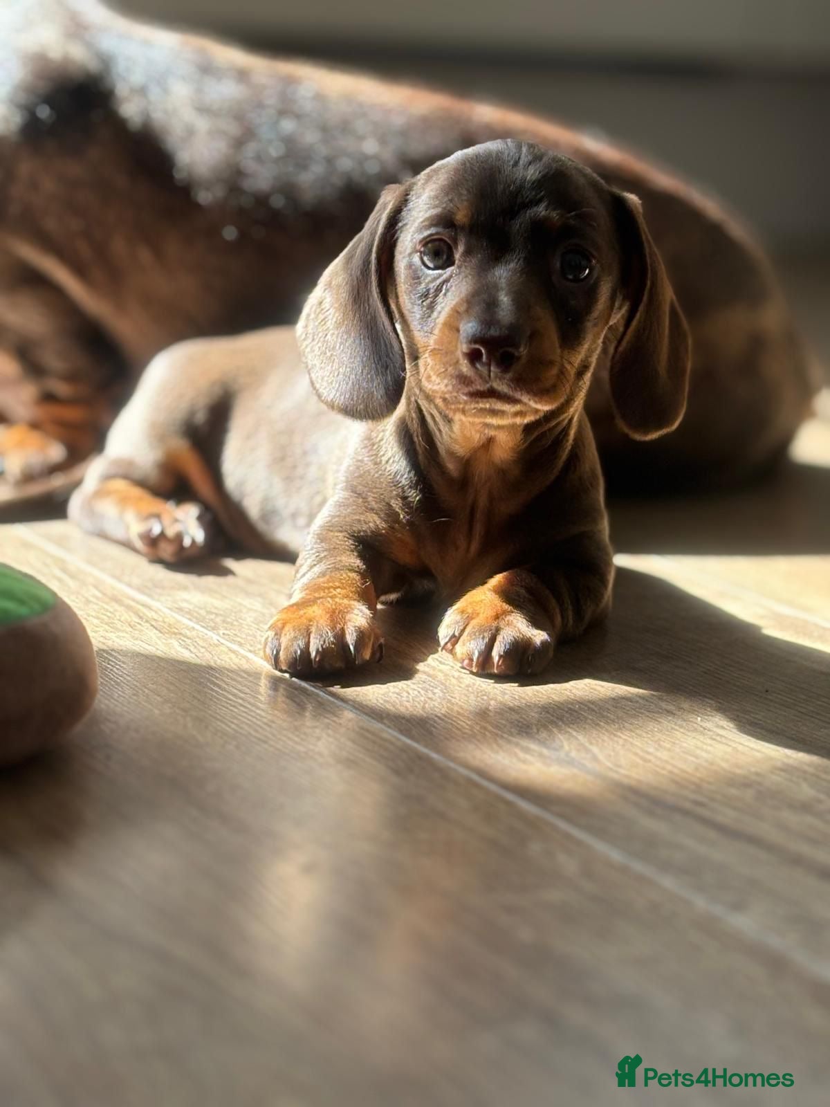 Dachshund dogs 🐾 Super Cute Sausage Dog Puppies! 🐾 - Advert 9