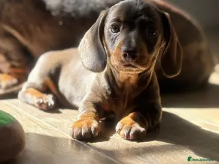 Dachshund dogs 🐾 Super Cute Sausage Dog Puppies! 🐾 - Advert 11