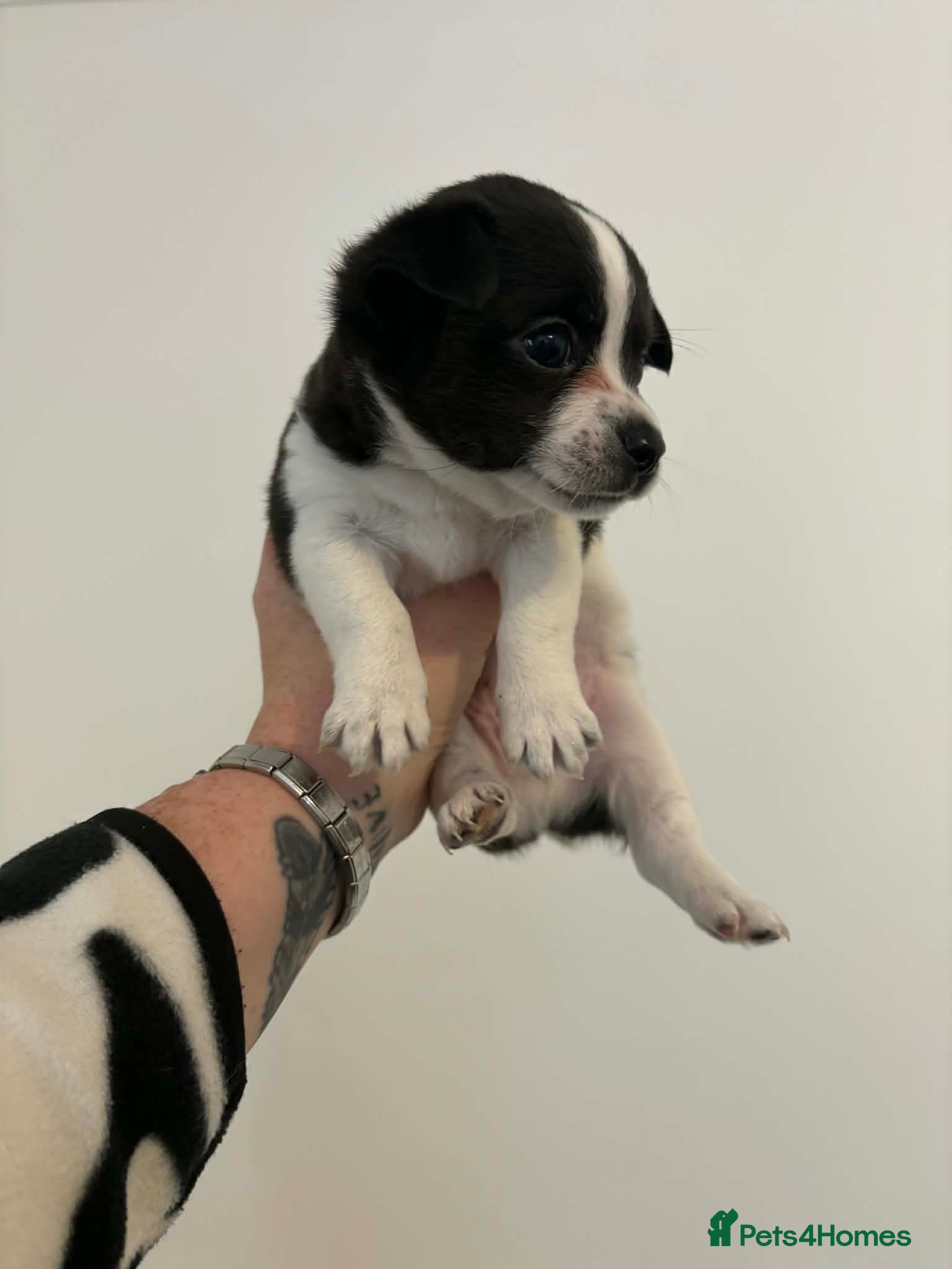 Mixed Breed dogs Jackawawa puppies in Bishop Auckland - Advert 1