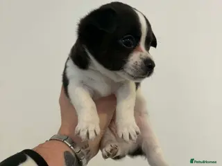 Mixed Breed dogs Jackawawa puppies in Bishop Auckland - Advert 1