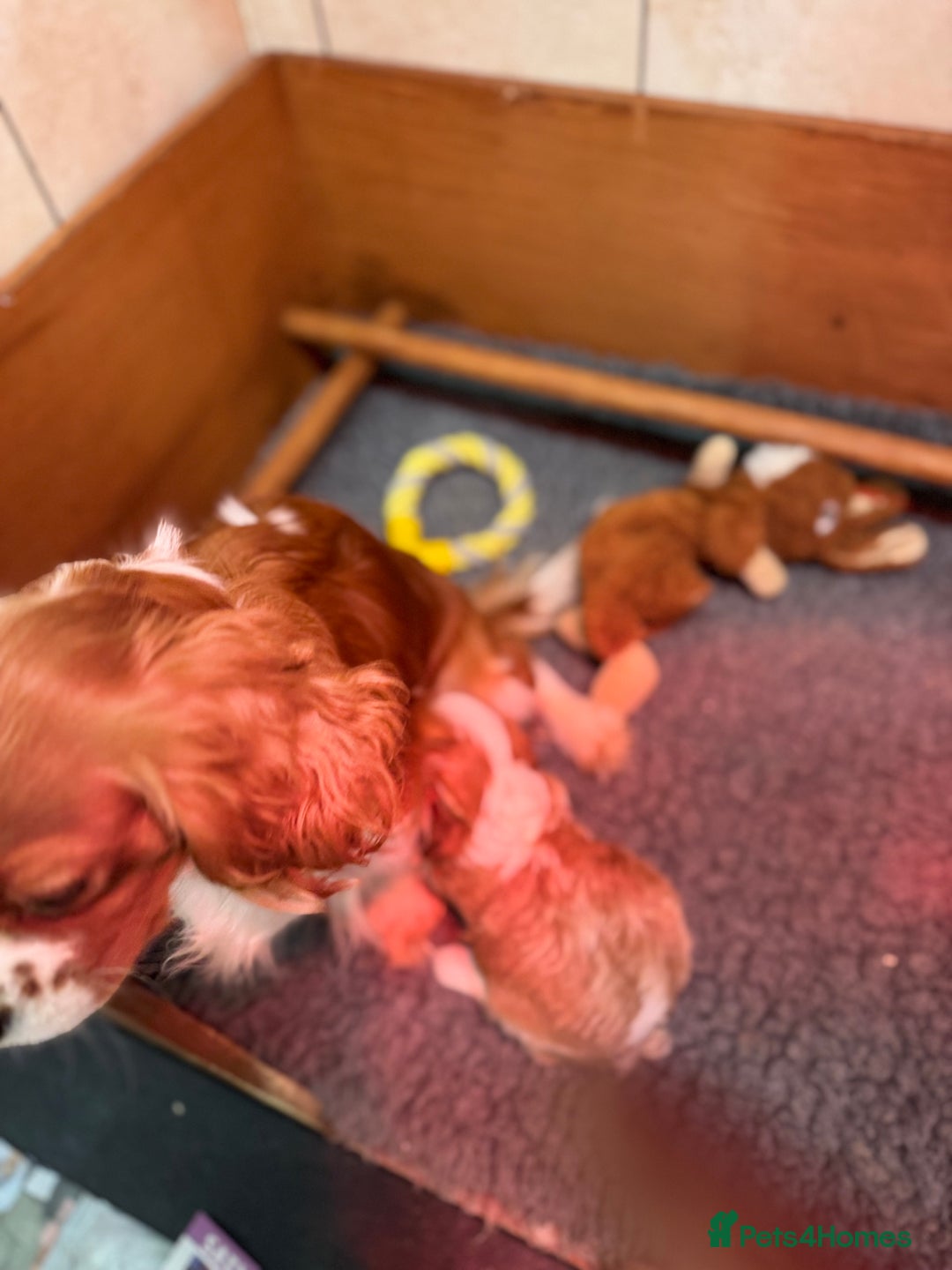 Cavalier King Charles Spaniel dogs for sale: Cavalier King Charles pups  - Advert 13