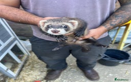 Ferret rodents for sale: Ferrets  - Image 3