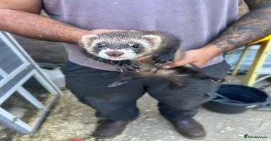 Ferret rodents - Advert 5