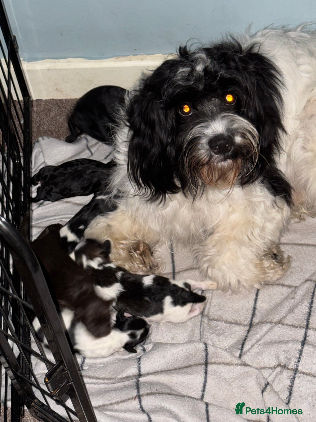 Mixed Breed dogs for sale: 7 Spinger cross Shihpoo puppies - Advert 18