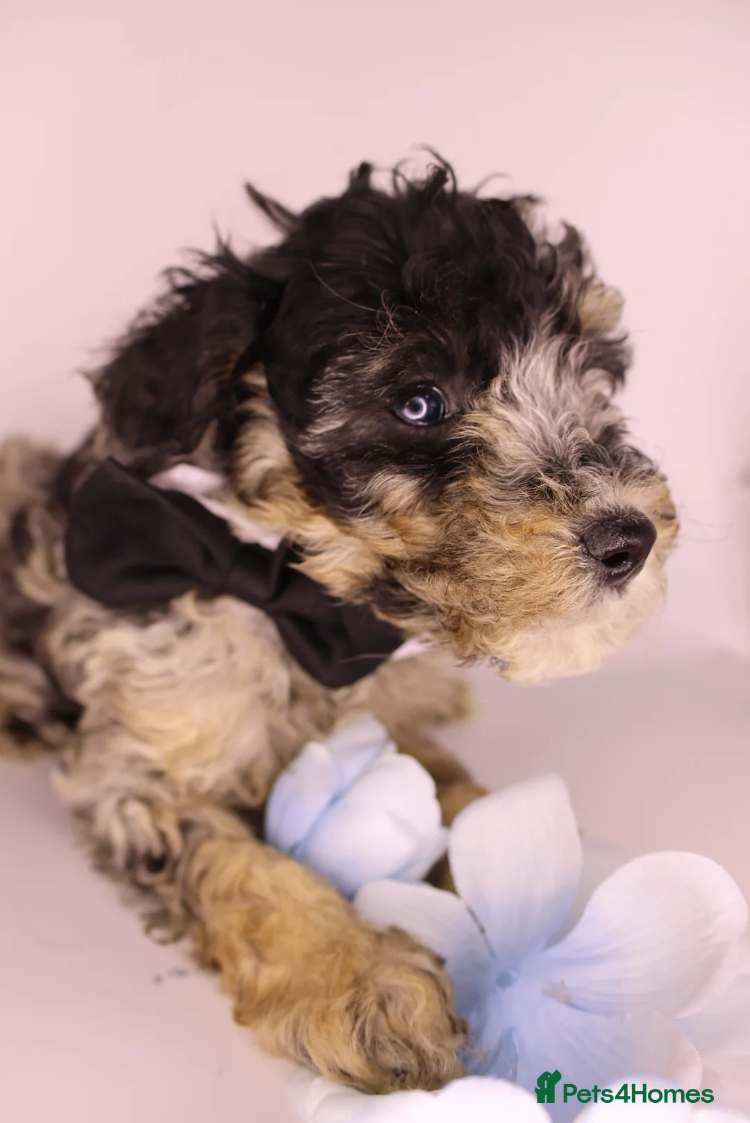 Cockapoo dogs for sale: Cute Miniature Cockapoo Babies - Advert 3