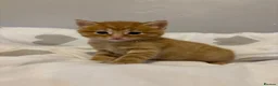 Mixed Breed cats for sale: Ginger male kittens  - Advert 3