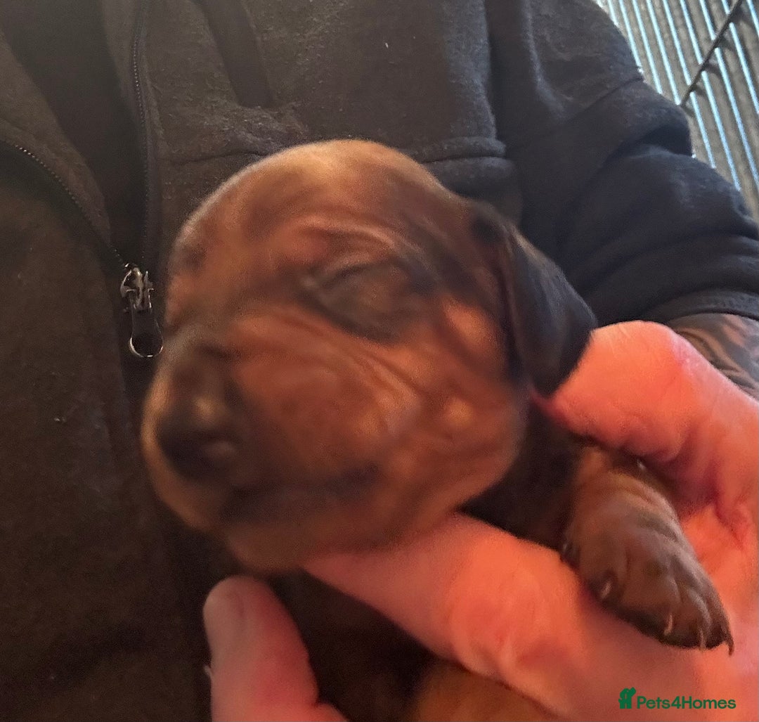 Dachshund dogs for sale: STUNNING KC REG STANDARD DACHSHUNDS  - Advert 11