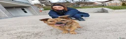 Mixed Breed dogs for adoption: Joey Needs A Home - Advert 5