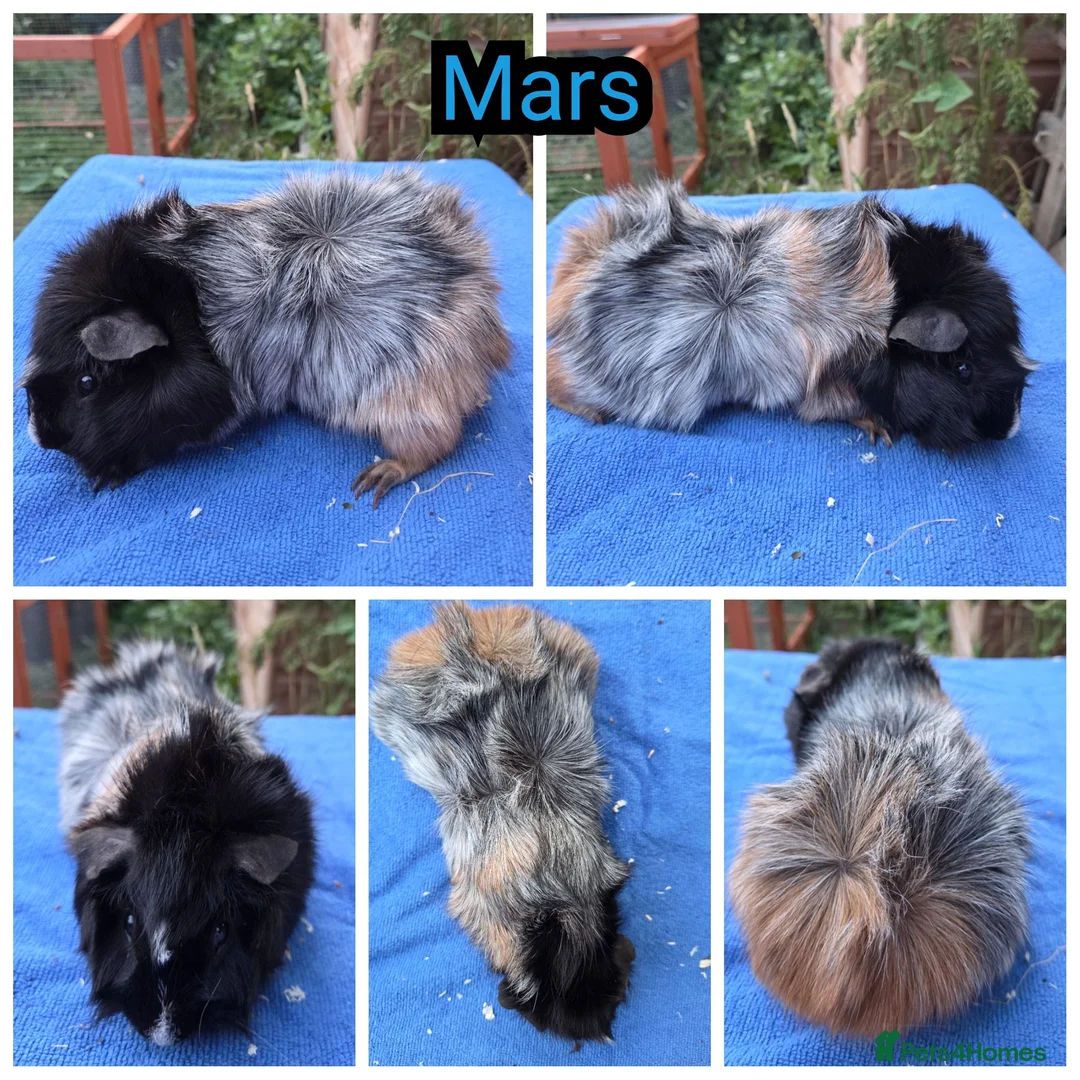 Guinea Pig rodents for sale: Baby Funky and Teddy type Boy Guinea Pigs - Advert 10