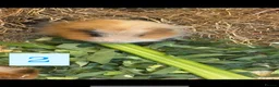 Guinea Pig rodents for sale: URGENT 3 guinea pigs needing a home! in Tranent - Advert 1