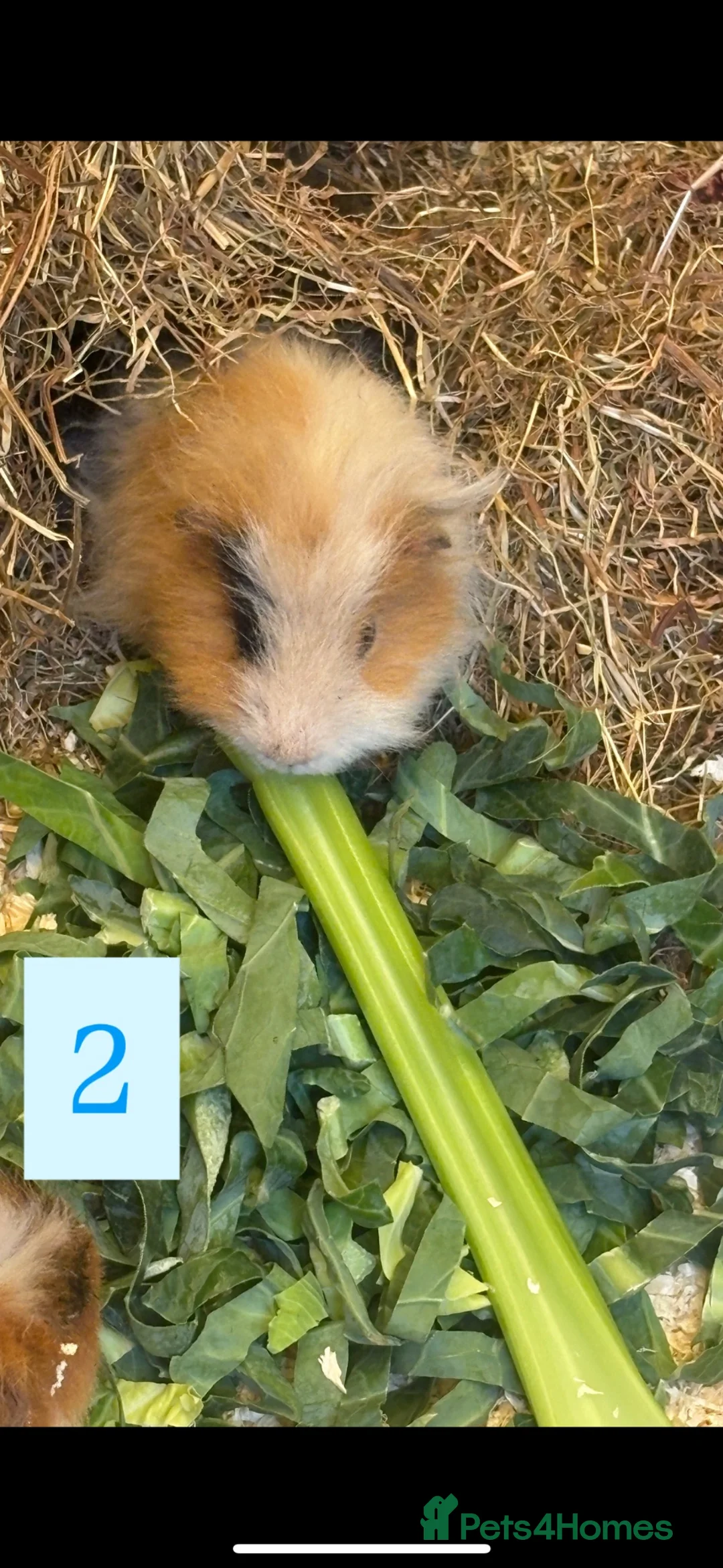 Guinea Pig rodents for sale: URGENT 3 guinea pigs needing a home! in Tranent - Advert 1