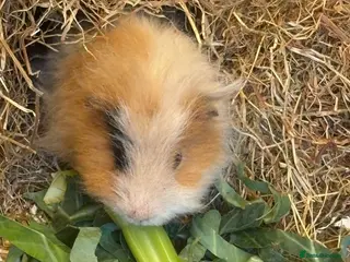 Guinea Pig rodents URGENT 3 guinea pigs needing a home! - Advert 6