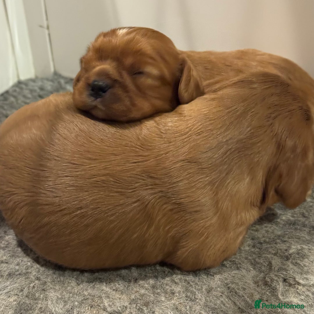 Cavalier King Charles Spaniel dogs for sale: Kc Reg, health tested Cavalier King Charles  - Advert 11