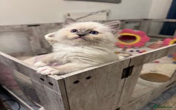 Ragdoll cats for sale: One Girl Available 🌸 - Image 9