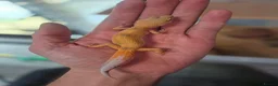 Leopard Gecko reptiles for sale: Female leopard geckos - Advert 6