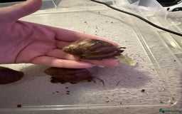 Snails invertebrates for sale: Ovum snails  - Advert 8