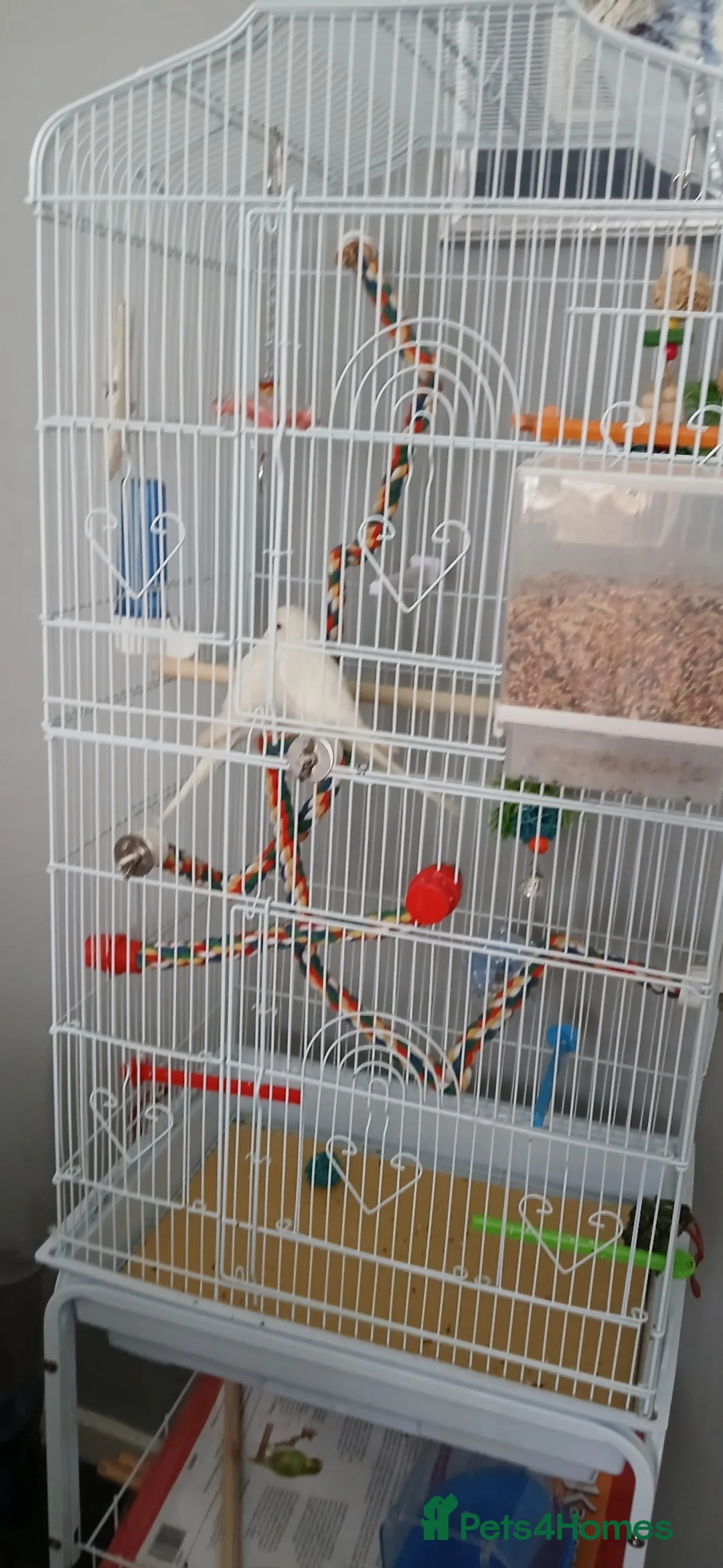 Budgerigars birds for sale: Budgies  in York - Advert 3