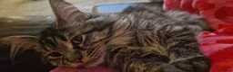 Maine Coon cats for sale: Maine coon - Advert 4