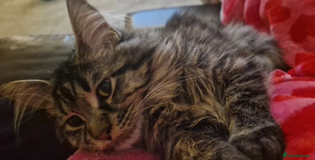 Maine Coon cats for sale: Maine coon - Advert 4