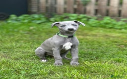 Whippet dogs for sale: READY NOW! STUNNING WHIPPET PUPPYS - Image 28
