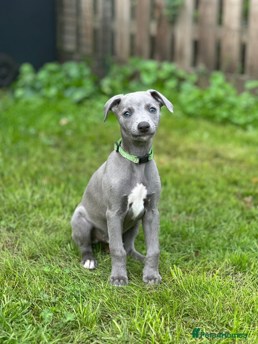 Whippet dogs for sale: READY NOW! STUNNING WHIPPET PUPPYS - Image 28