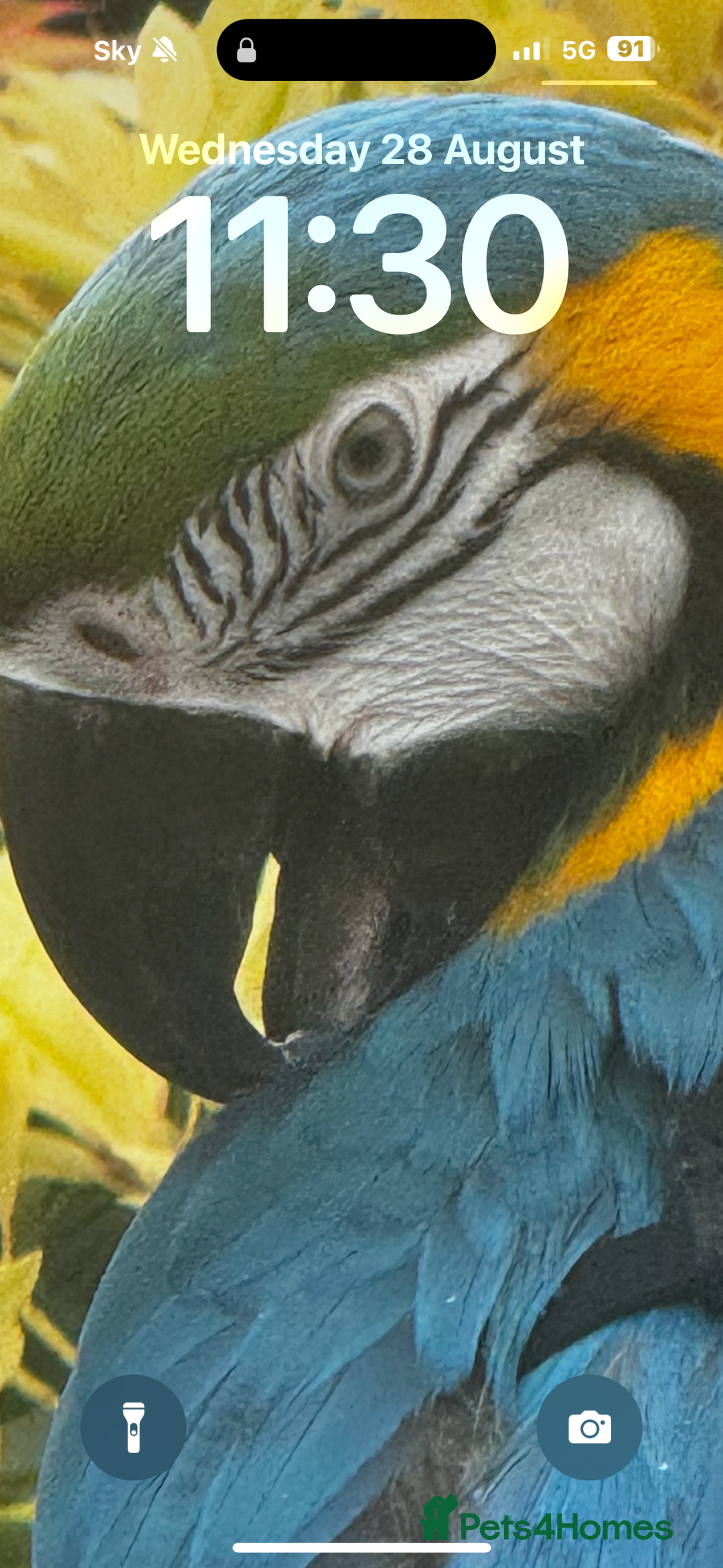 Macaws birds for sale: Family friendly Macaw  - Advert 2