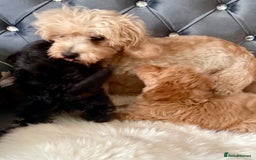 Maltipoo dogs for sale: BEAUTIFUL MALTIPOO PUPPIES READY TO LEAVE!  in Manchester - Image 7