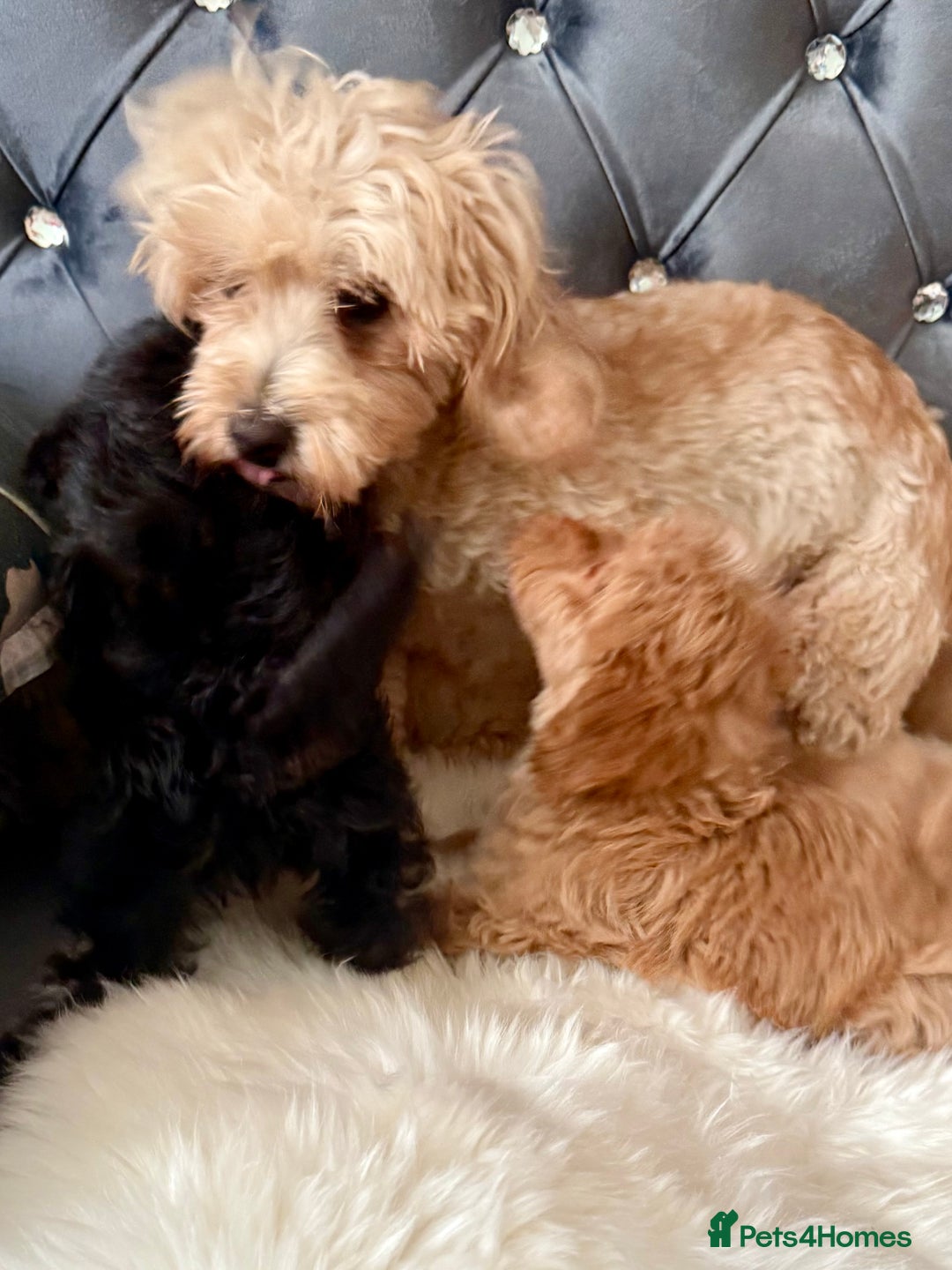 Maltipoo dogs for sale: BEAUTIFUL MALTIPOO PUPPIES READY TO LEAVE!  in Manchester - Image 7