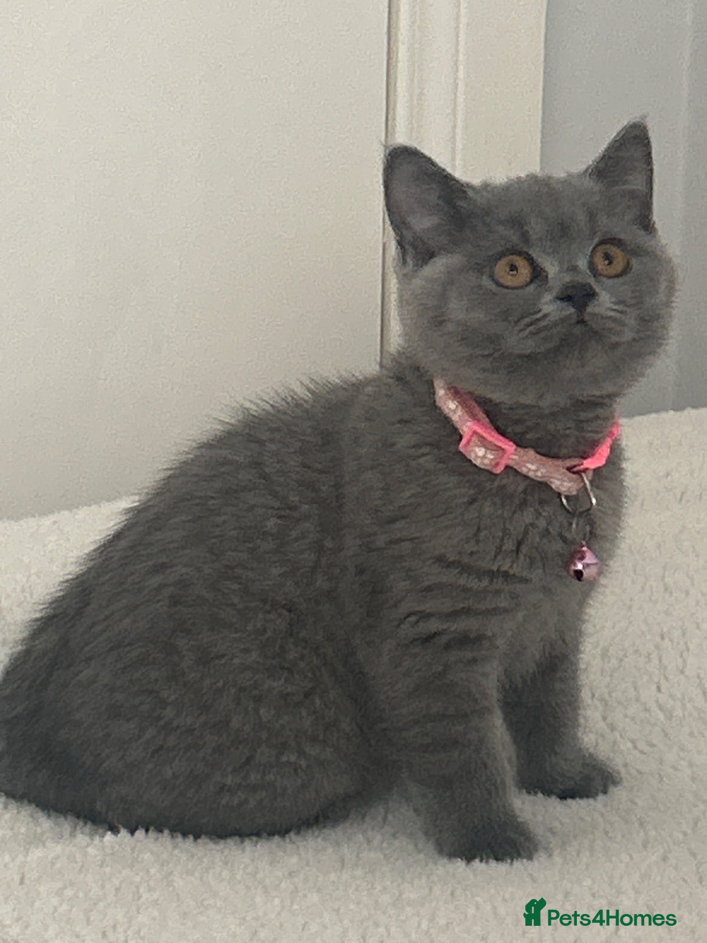 British Shorthair cats Stunning Full pedigree BSH KITTENS ( GCCF REG )  - Advert 2