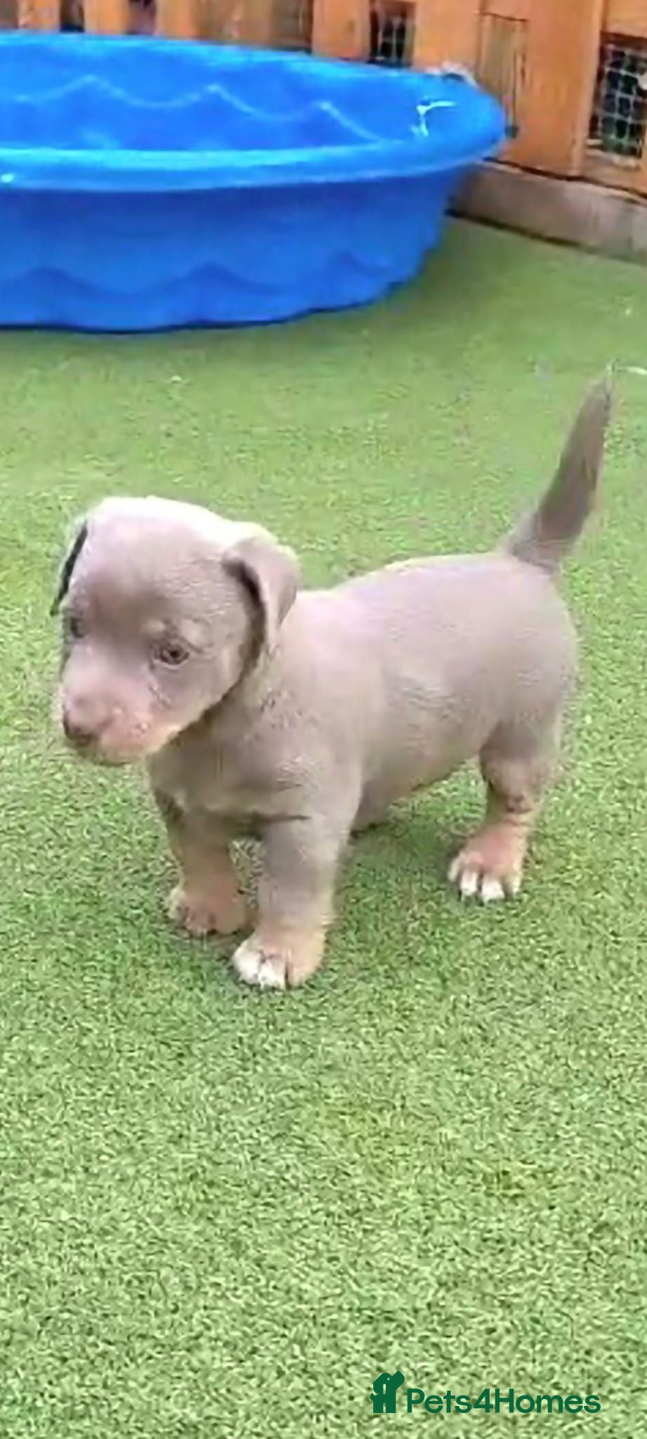 Jack Russell dogs Lilac/ Blue and Tan  Jack Russell puppies - Advert 5
