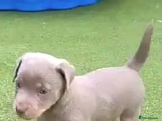 Jack Russell dogs Lilac/ Blue and Tan Jack Russell puppies - Advert 5