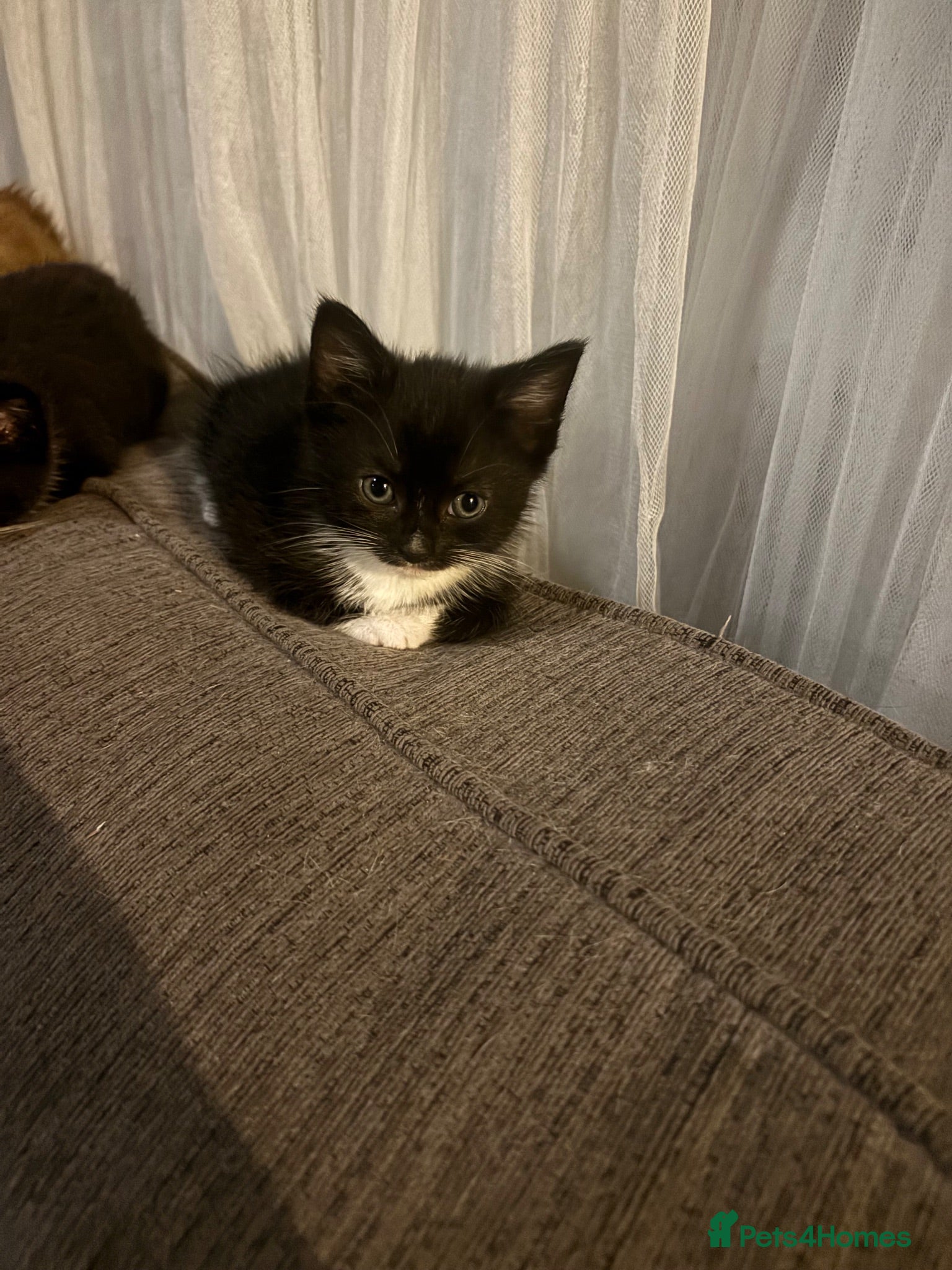 Mixed Breed cats 2 adorable munchkin x tuxedo sisters. Ready now  - Advert 2