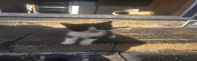 Ragdoll 3
